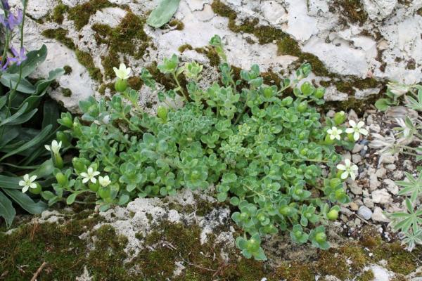 Cyananthus macrocalyx; tufa garden, Calgary, zone 3