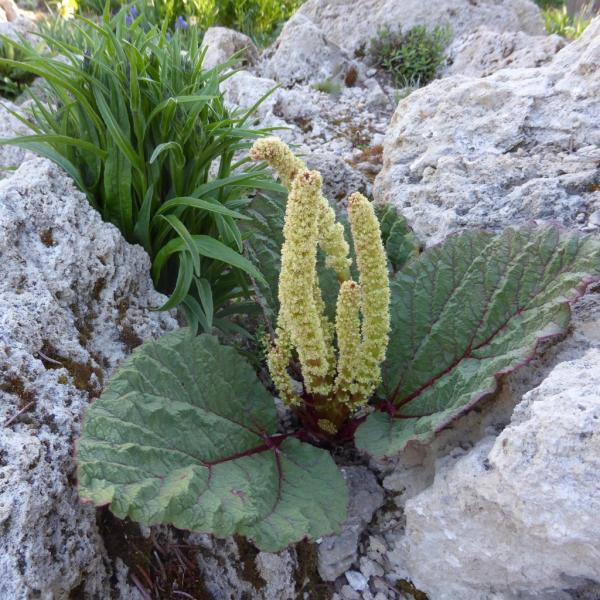 Rheum rhizostachyum in flower.