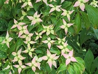 Cornus kousa