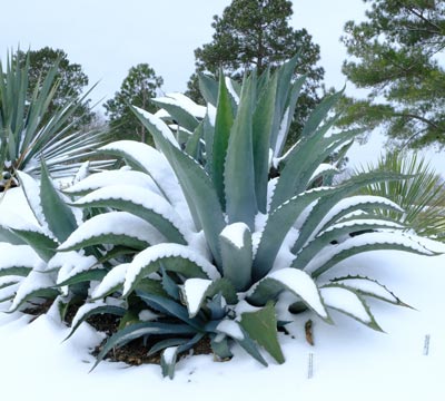 Agave x amourifolia