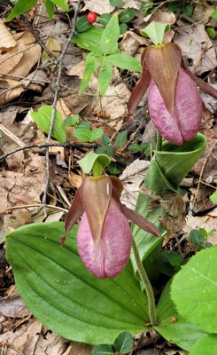 Ladyslipper