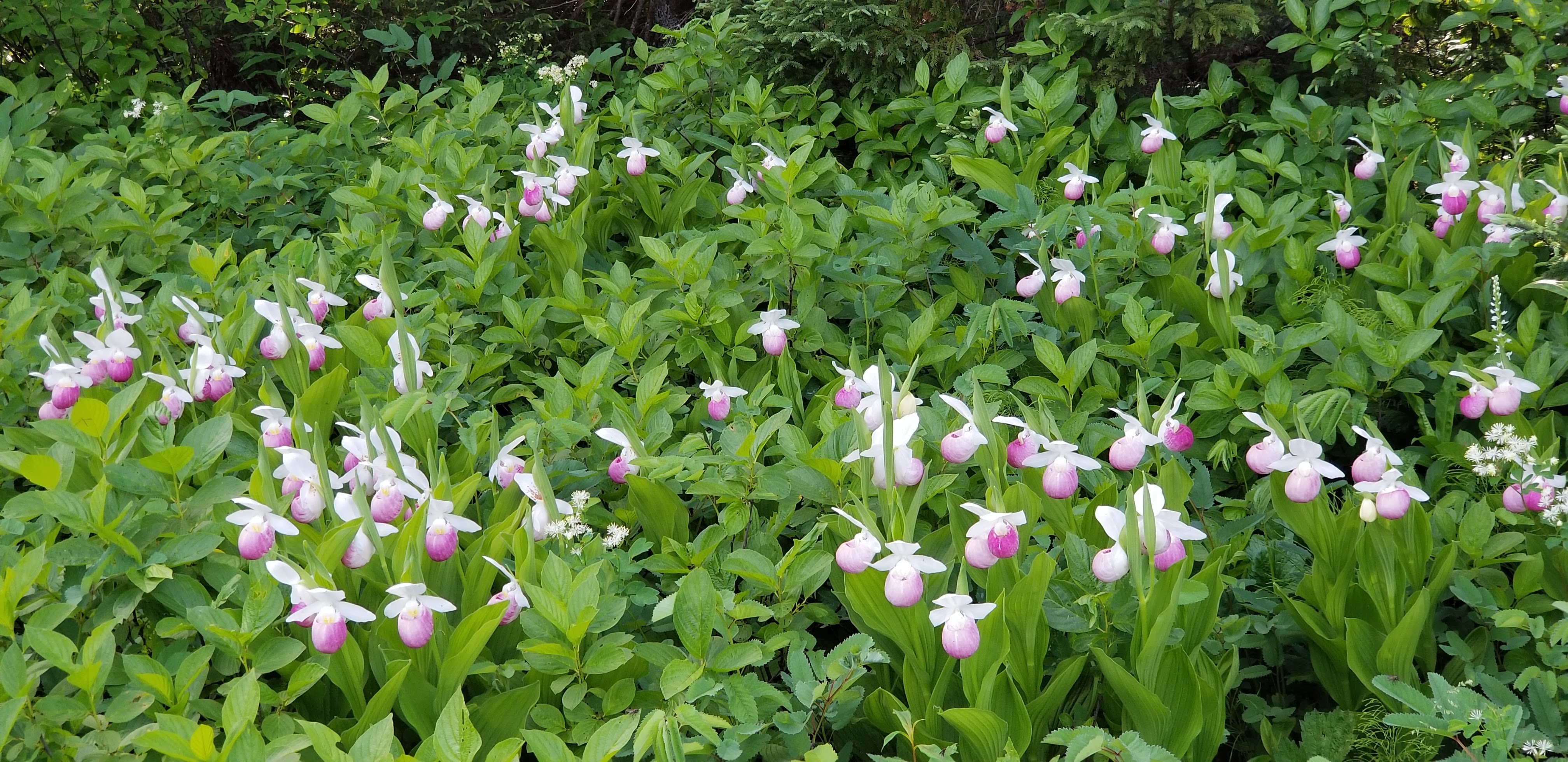 Cypripedium reginae