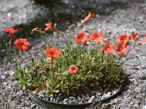 Gilia caespitosa