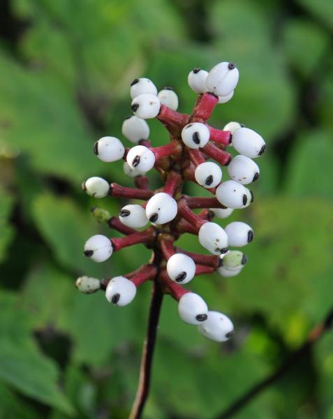 Actaea pachypoda