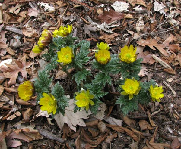 Adonis amurensis