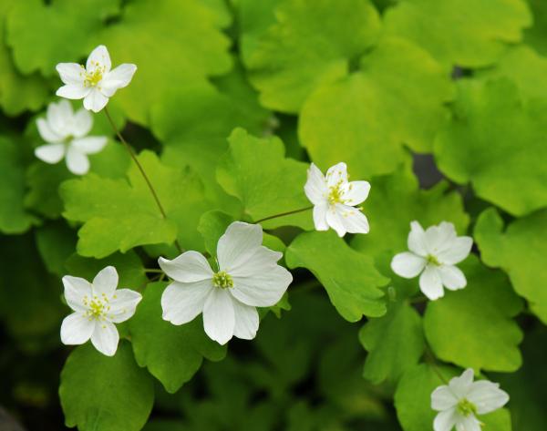 Anemonella thalictroides