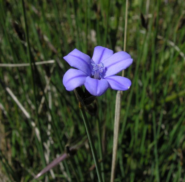 Aphyllanthes monspeliensis