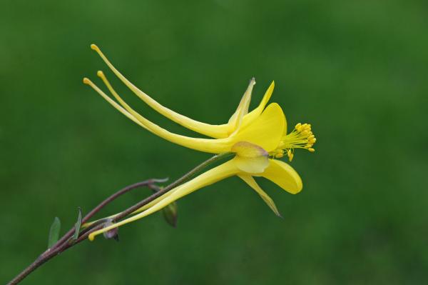 Aquilegia longissima