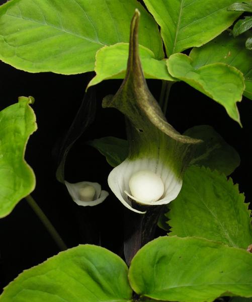 Arisaema sikkokianum