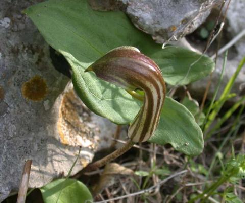 Arisarum vulgare