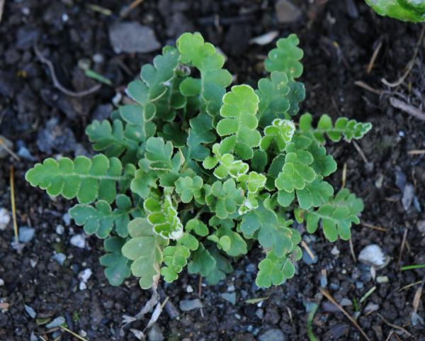 Asplenium ceterach