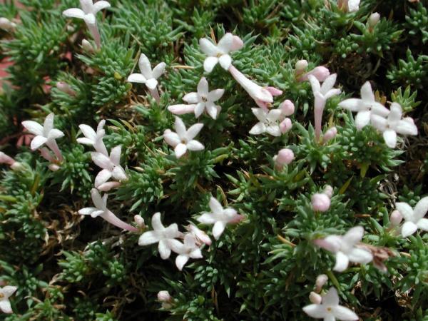 Asperula sintensii