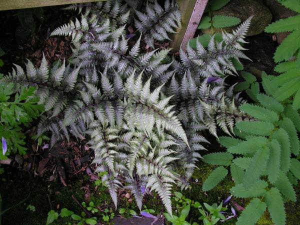 Athyrium nipponicum 'Pictum'