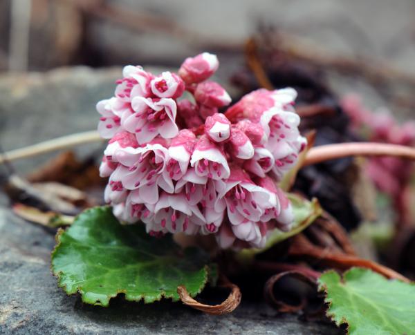 Bergenia ciliata