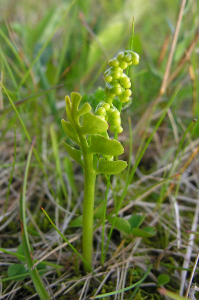 Botrychium lunaria