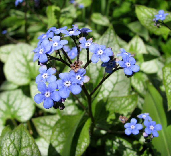 Brunnera macrophylla 'Jack Frost'