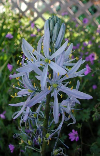 Camassia cusickii