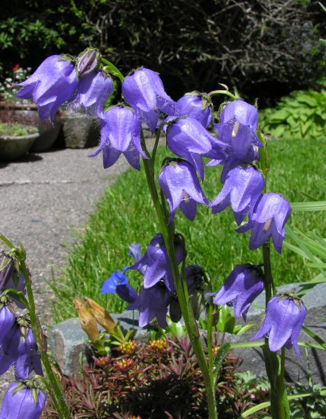 Campanula barbata