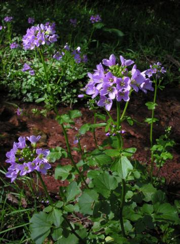 Cardamine raphanifolia