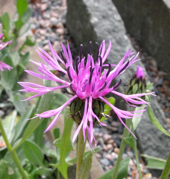 Centaurea epirota