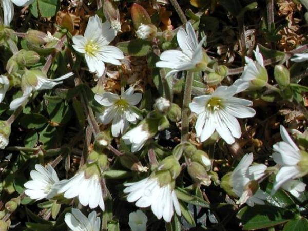 Cerastium alpinum