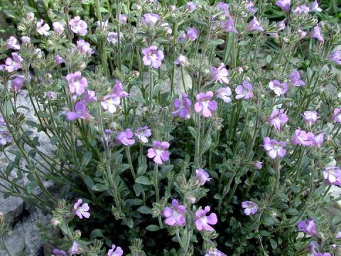 Chaenorrhinum origanifolium