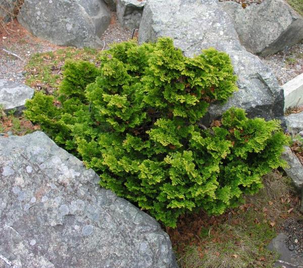 Chamaecyparis obtusa 'Gracilis'