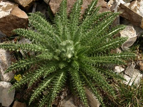 Cirsium eatonii