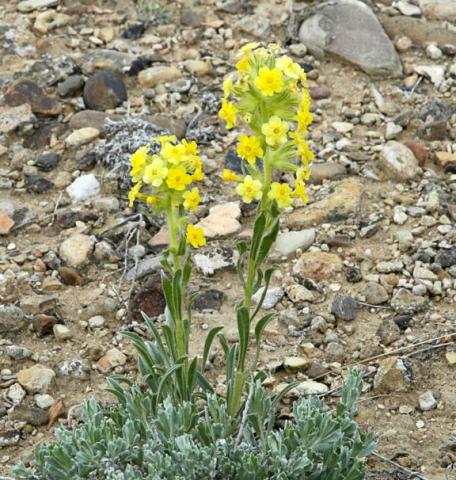 Cryptantha flava