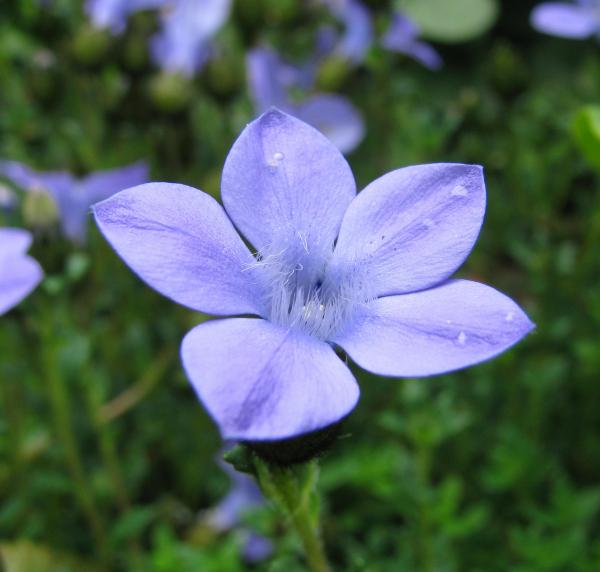 Cyananthus lobatus