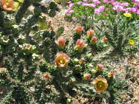 Cylindropuntia viridiflora