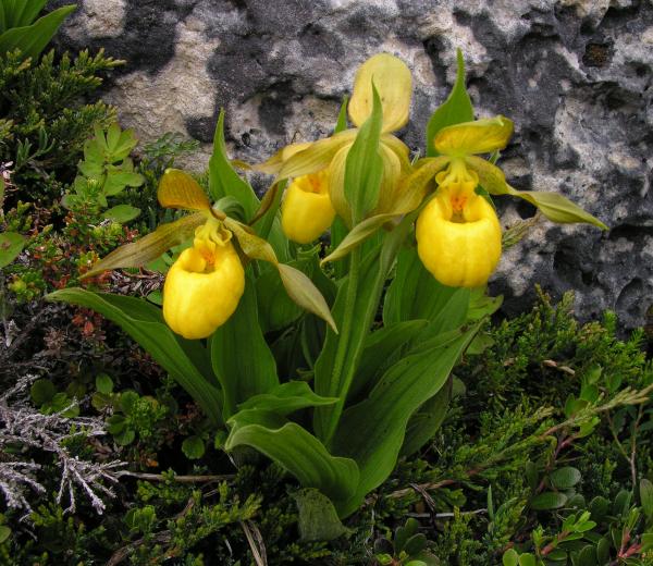 Cypripedium parviflorum