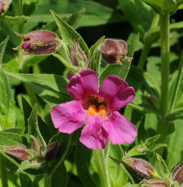 Mimulus lewisii