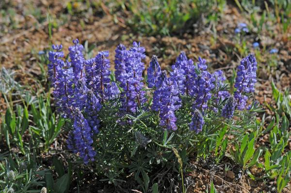 Lupinus argenteus