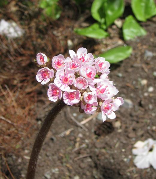 Darmera peltata