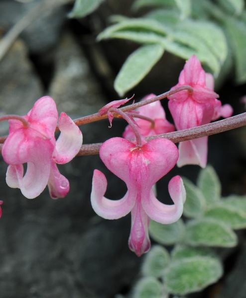 Dicentra pelegrina