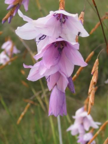 Dierama robustum