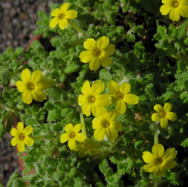 Dionysia aretioides