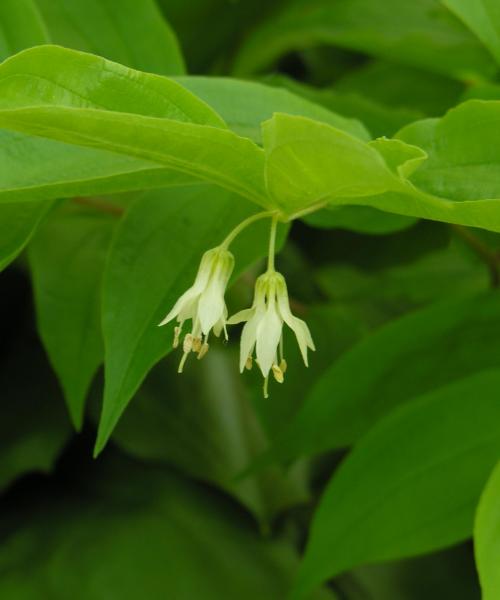 Prosartes hookeri