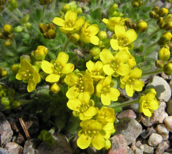 Draba polytricha