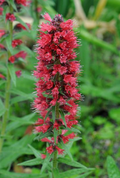 Echium amoenum