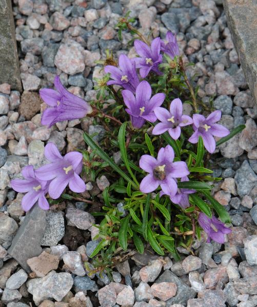 Edraianthus sephyllifolius