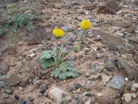 Enceliopsis nutans