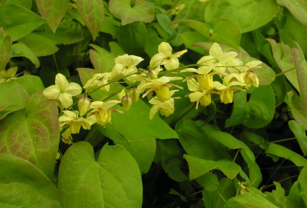 Epimedium versicolor 'Sulphureum\