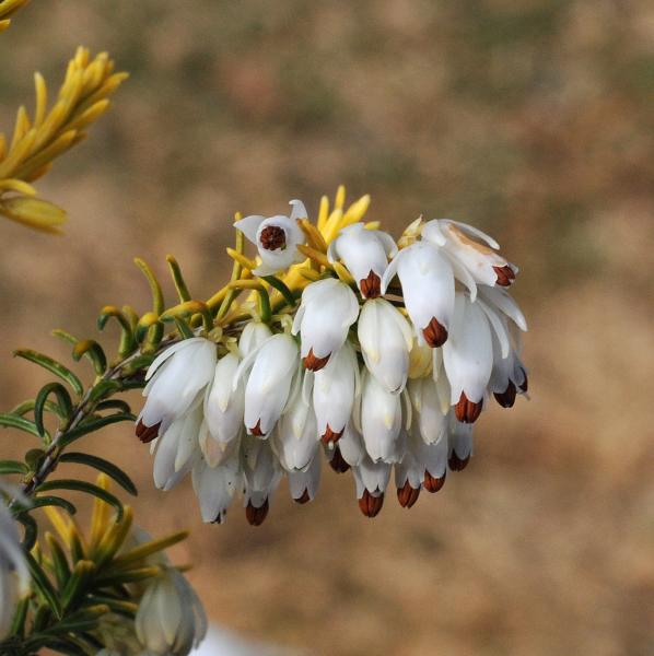 Erica carnea 'Golden Starlet'