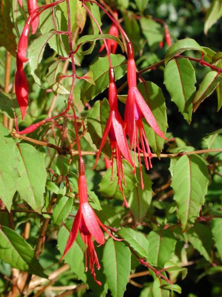 Fuchsia magellanica