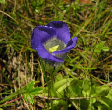 Gentianopsis nesophila