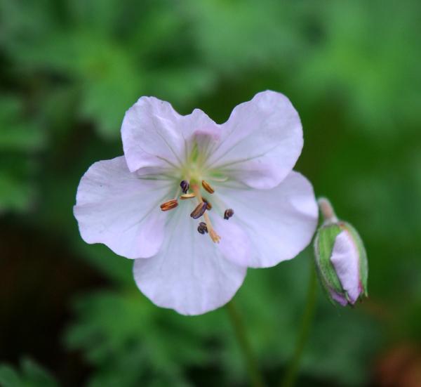 Geranium farreri