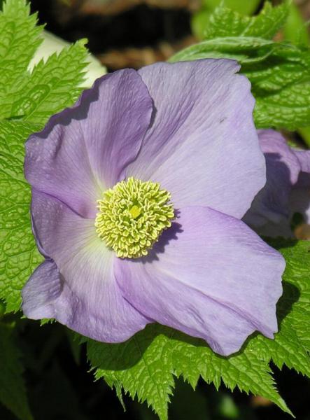 Glaucidium palmatum