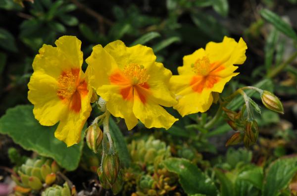 Helianthemum 'Ben Fhada'